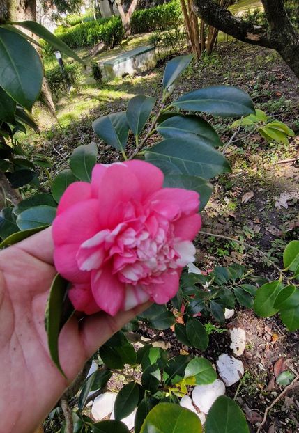  - 2025 Gradina botania Lisabona