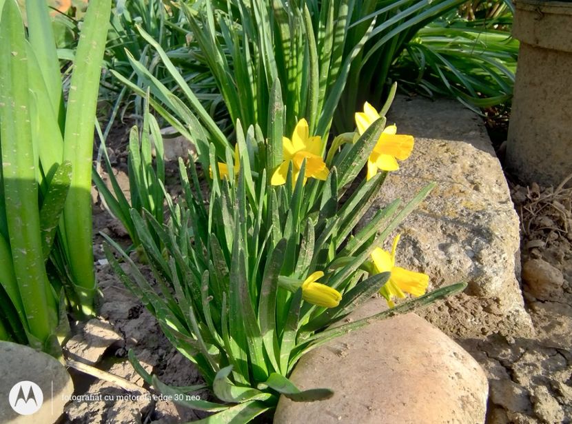  - Flori de gradină-2025