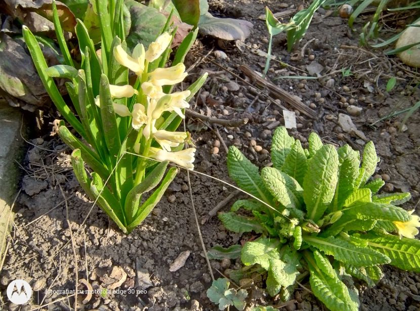  - Flori de gradină-2025