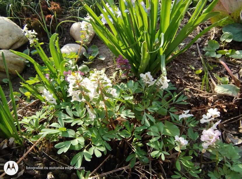  - Flori de gradină-2025
