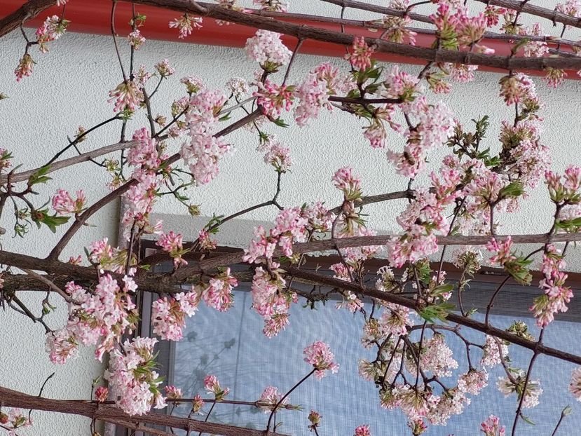 Viburnum bodnantense Dawn - 2025 ian feb martie