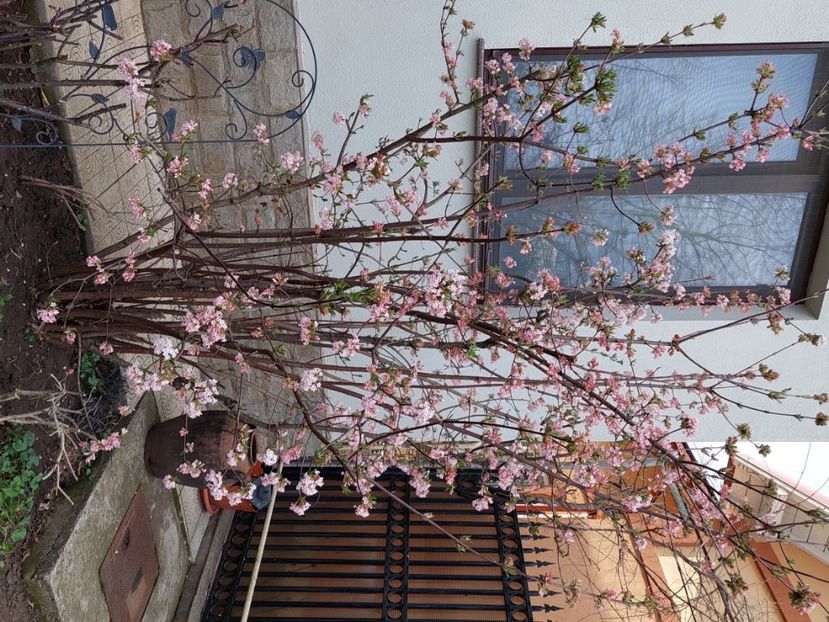 Viburnum bodnantense Dawn - 2025 ian feb martie