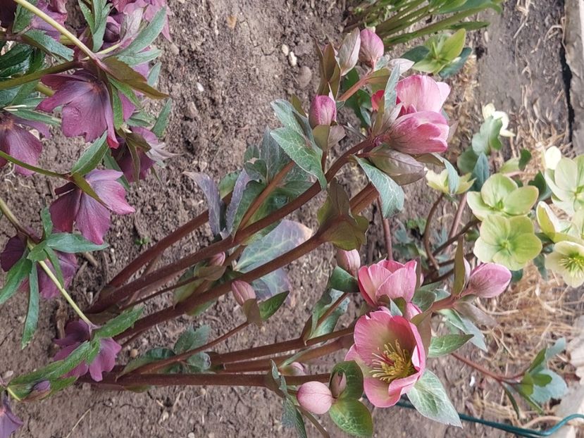Helleborus Frostkiss Pippa's Purple - 2025 ian feb martie