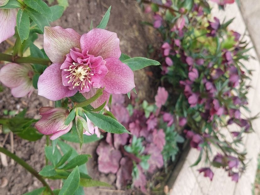  - 2025 ian feb martie