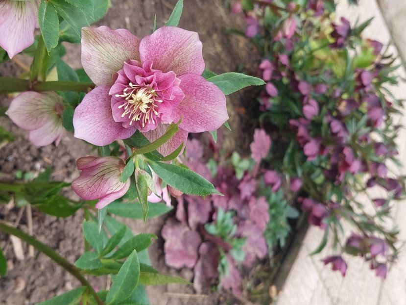 Helleborus Tutu - 2025 ian feb martie