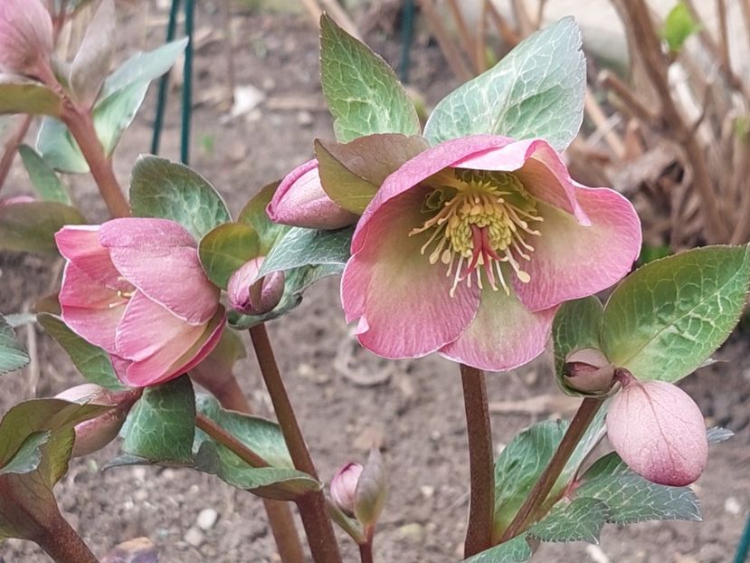 Helleborus Frostkiss Pippa's Purple - 2025 ian feb martie