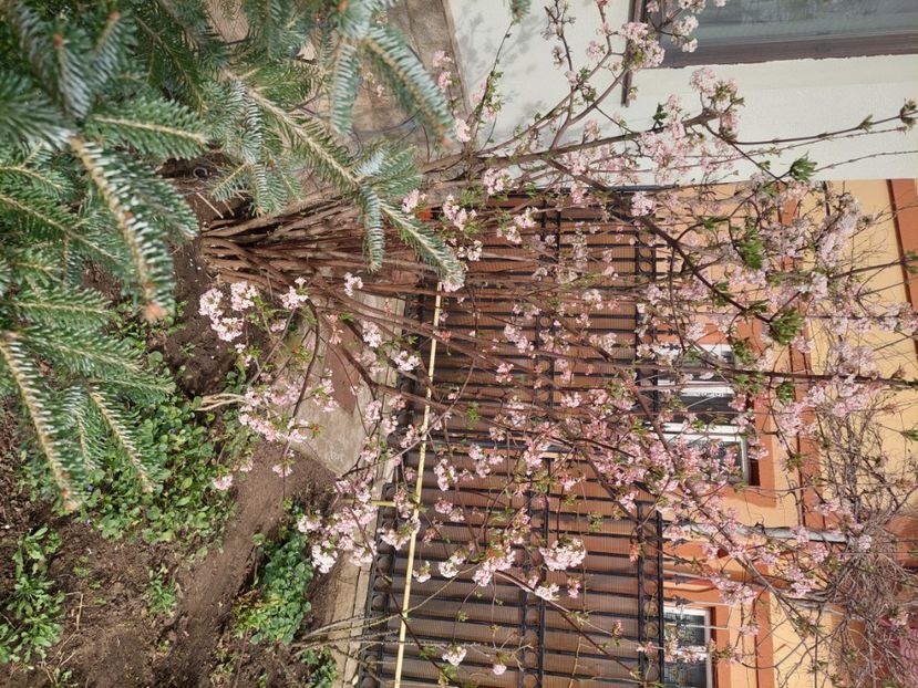 Viburnum bodnantense Dawn - 2025 ian feb martie