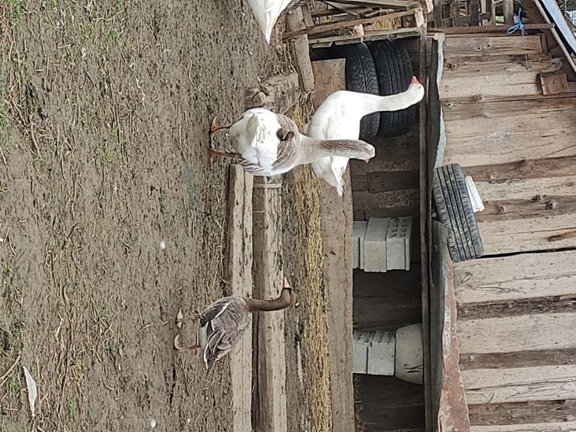  - Matca gaste 2019 2023