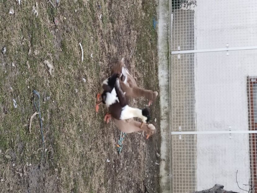  - Matca rate 2019