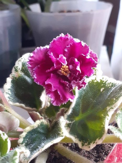 Nici ei nu ii știu numele - No name