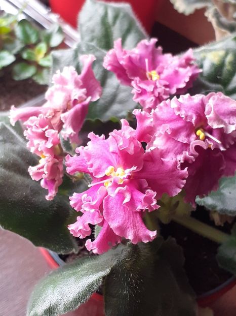 20250326_085020(0) - VIOLETE