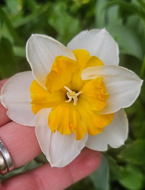  - Narcise 2018 24 25