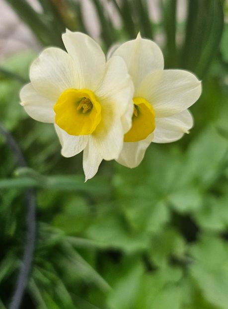  - Narcise 2018 24 25