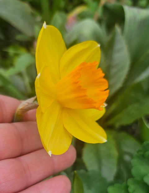  - Narcise 2018 24 25