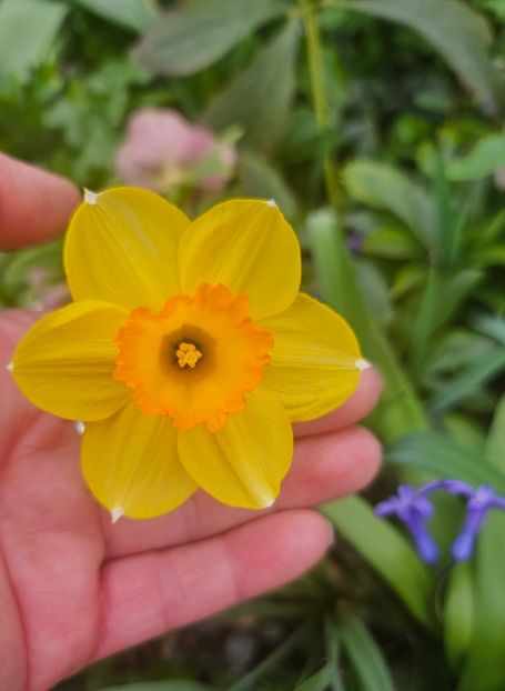  - Narcise 2018 24 25