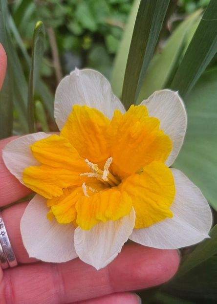  - Narcise 2018 24 25