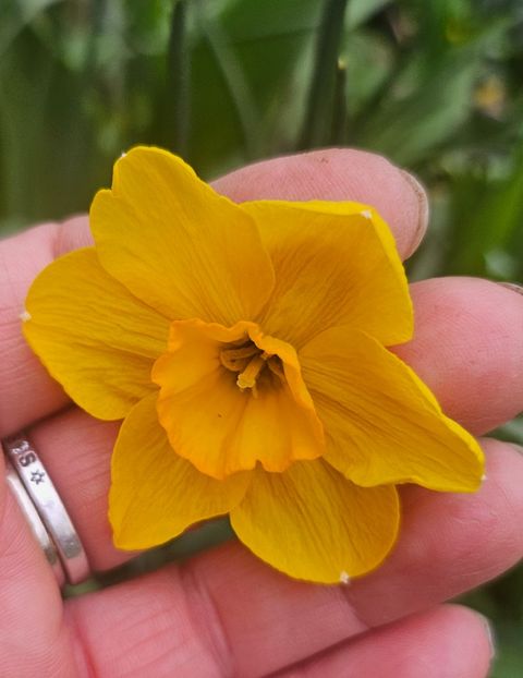  - Narcise 2018 24 25