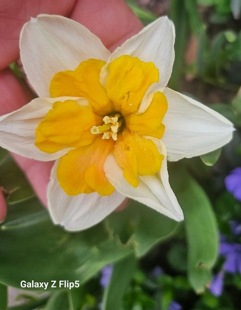  - Narcise 2018 24 25