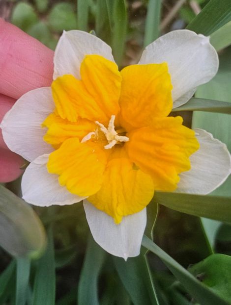  - Narcise 2018 24 25