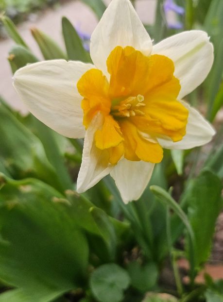  - Narcise 2018 24 25