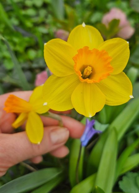  - Narcise 2018 24 25