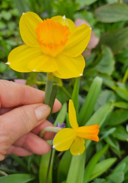  - Narcise 2018 24 25