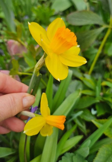  - Narcise 2018 24 25