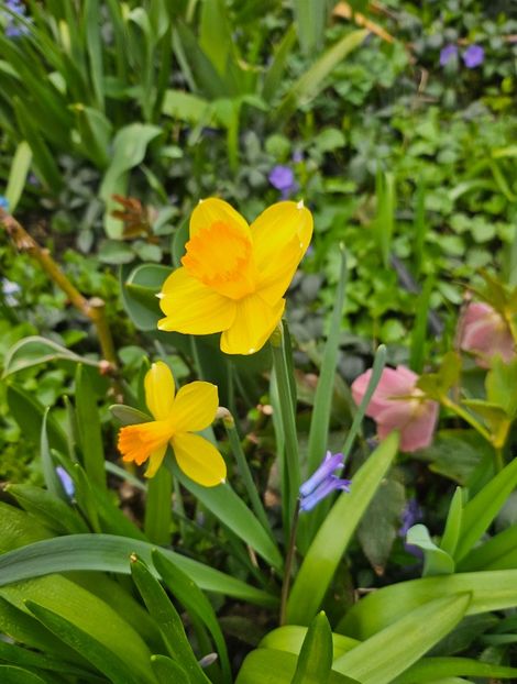  - Narcise 2018 24 25