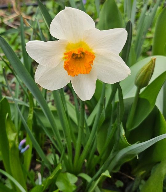  - Narcise 2018 24 25