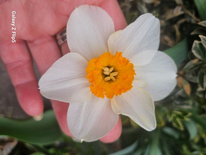  - Narcise 2018 24 25