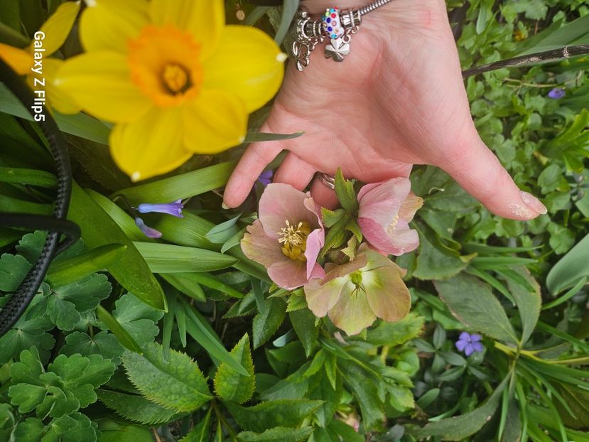  - Narcise 2018 24 25