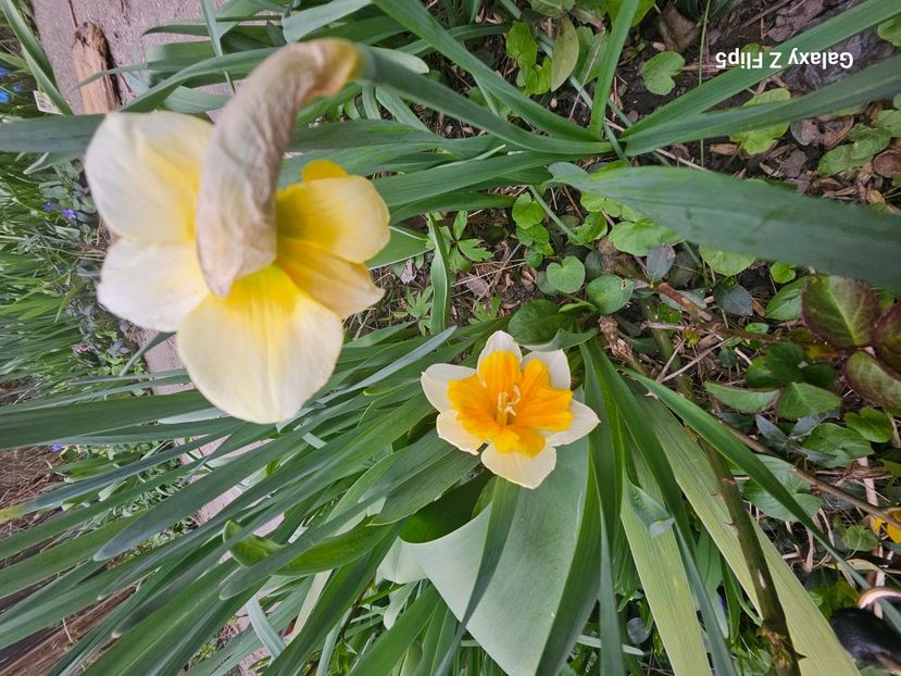  - Narcise 2018 24 25