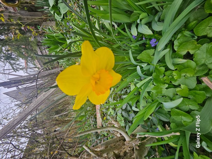  - Narcise 2018 24 25