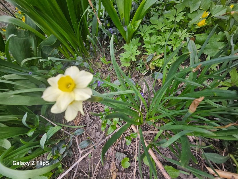  - Narcise 2018 24 25