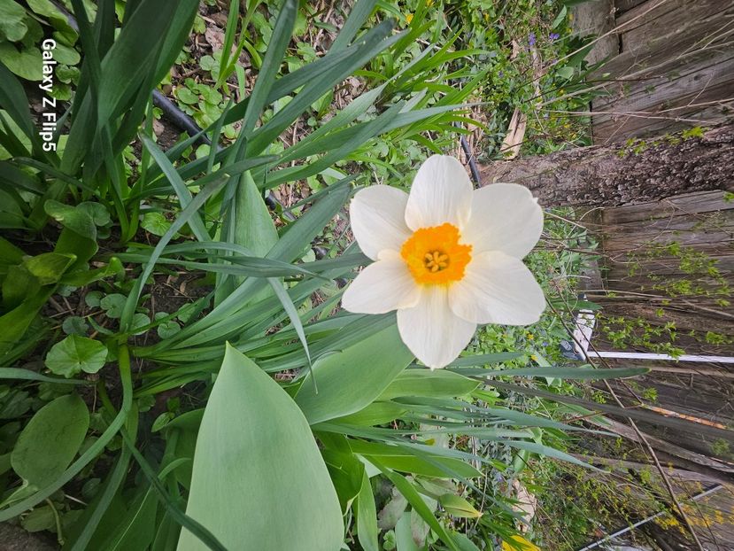  - Narcise 2018 24 25