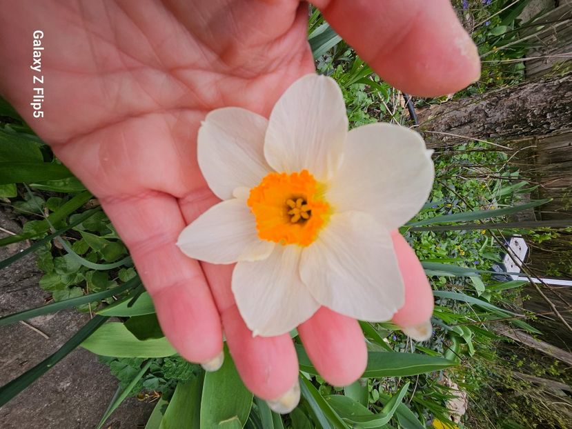  - Narcise 2018 24 25