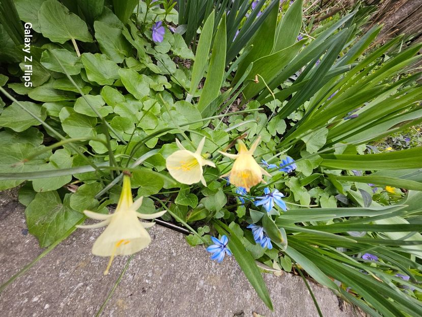  - Narcise 2018 24 25