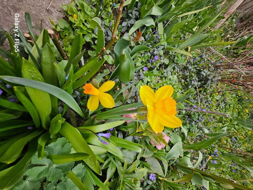  - Narcise 2018 24 25