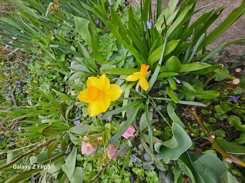  - Narcise 2018 24 25