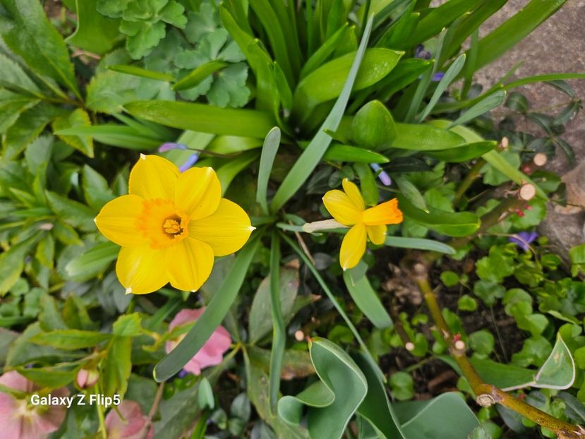  - Narcise 2018 24 25