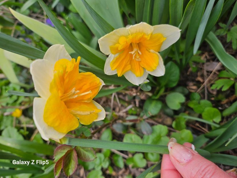  - Narcise 2018 24 25