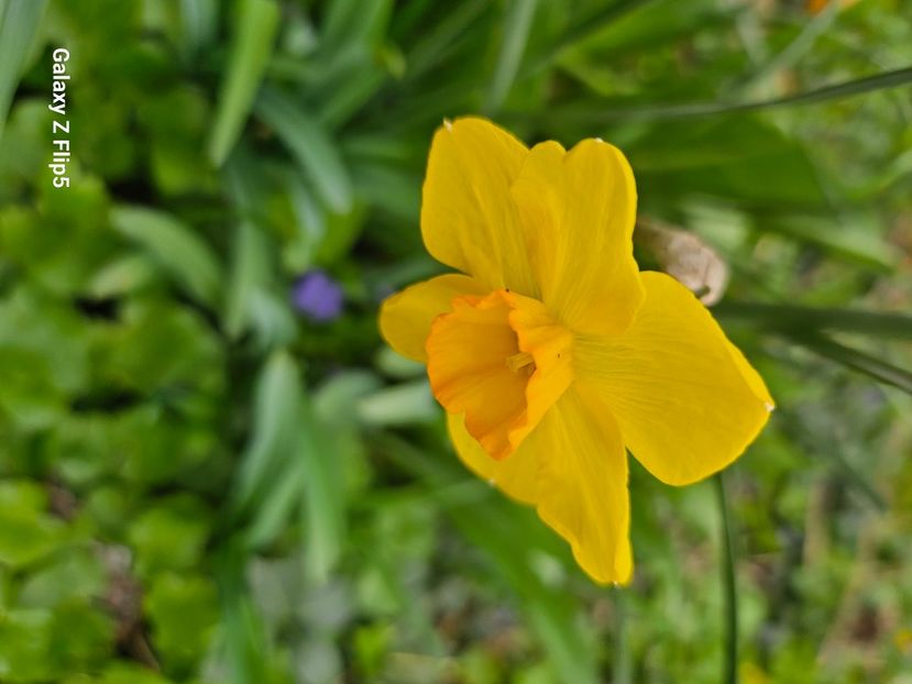  - Narcise 2018 24 25