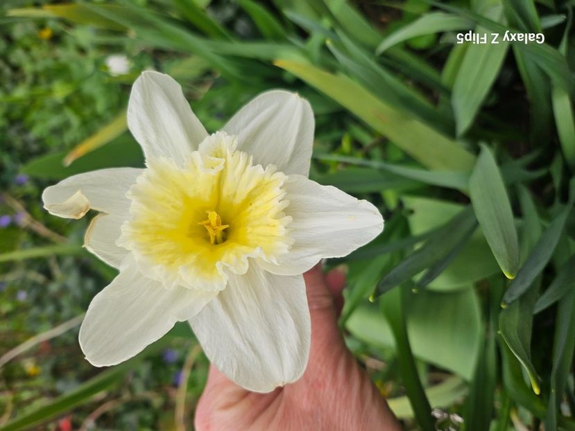  - Narcise 2018 24 25