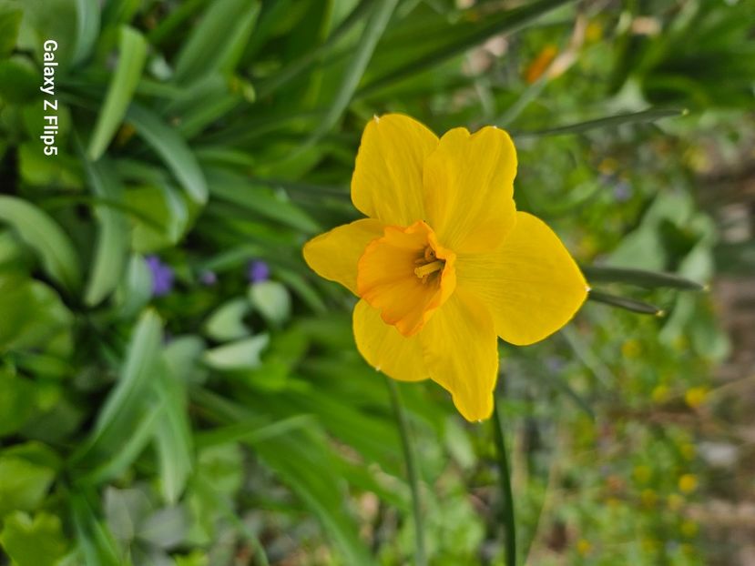  - Narcise 2018 24 25