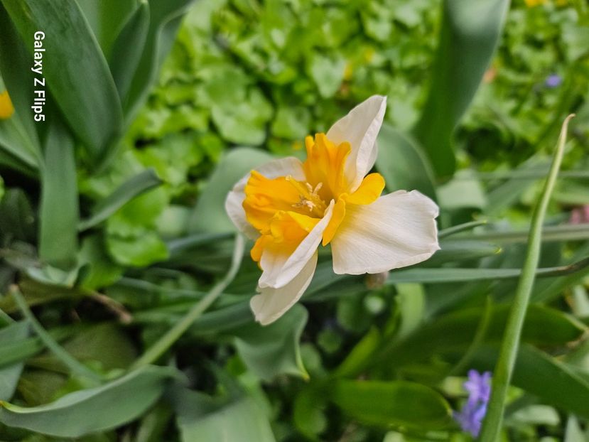  - Narcise 2018 24 25