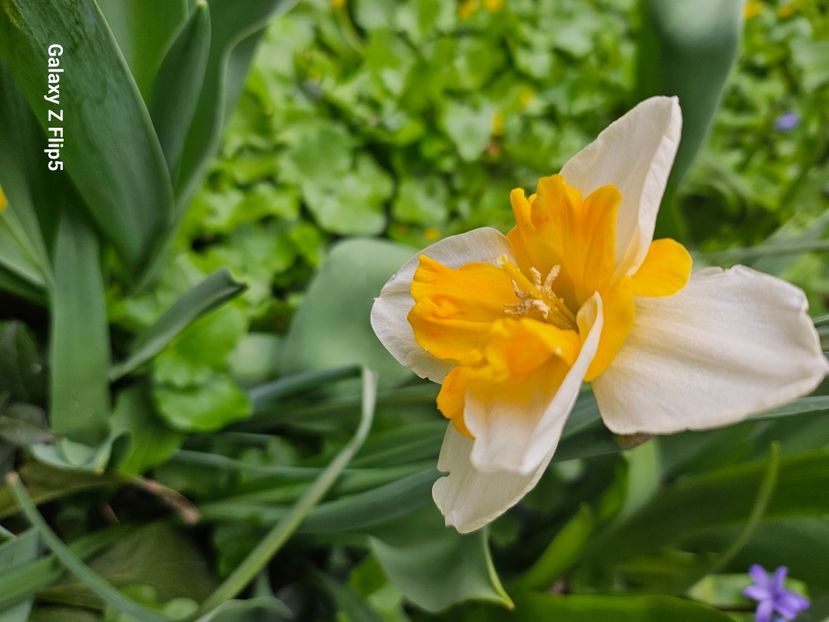  - Narcise 2018 24 25