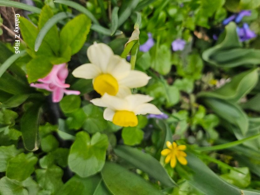  - Narcise 2018 24 25