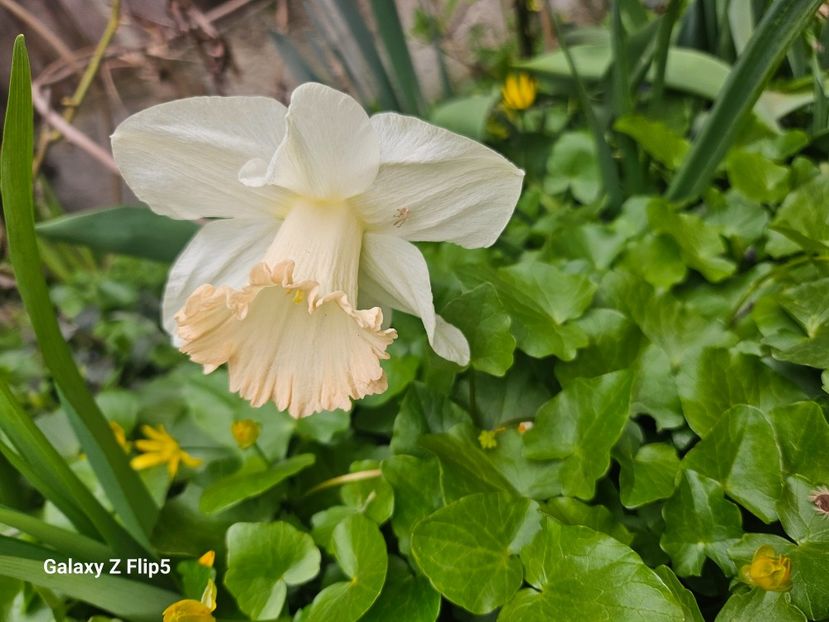  - Narcise 2018 24 25