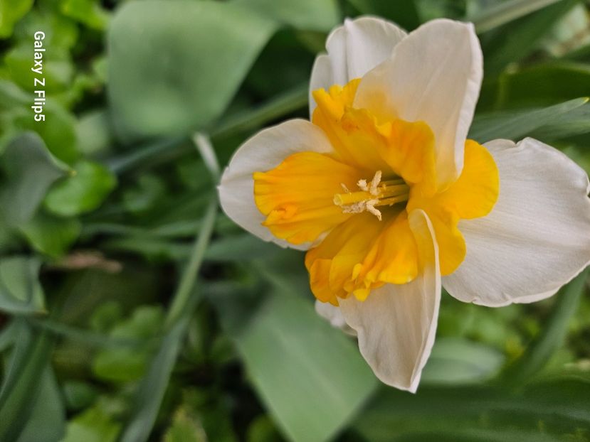  - Narcise 2018 24 25