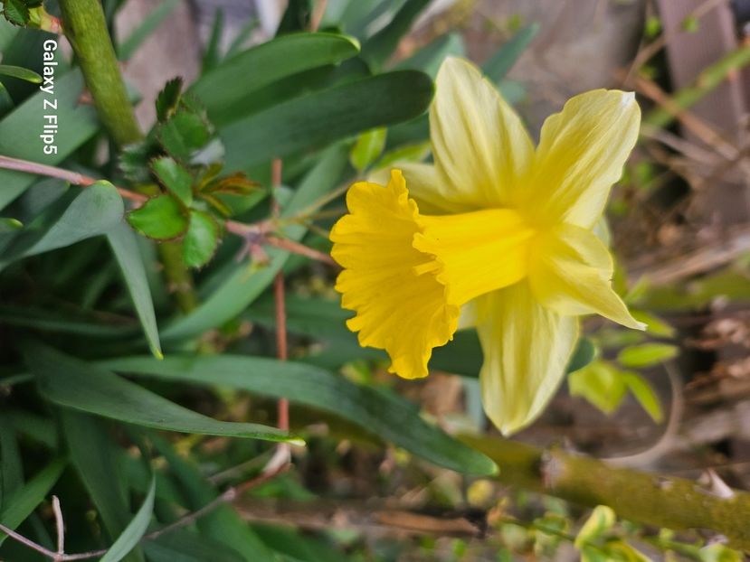  - Narcise 2018 24 25